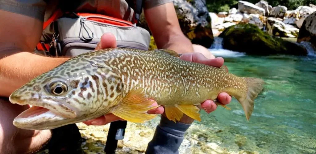 Small marble trout from Soča river